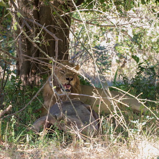 South Luangwa - Lion with killed hippo